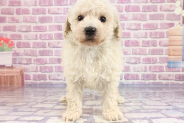 栃木県のトイプードル (Coo&RIKU足利店/2023年4月17日生まれ/男の子/クリーム)の子犬