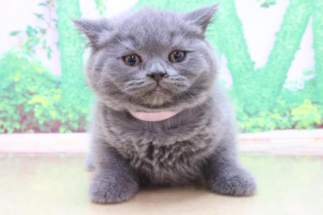 兵庫県のブリティッシュショートヘアー (Coo&RIKU神戸三宮店/2023年4月23日生まれ/女の子/ブルー)の子猫