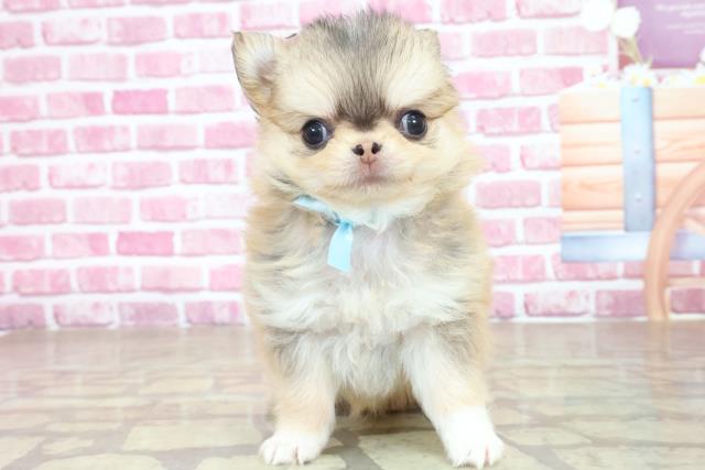 北海道のチワワ(ロング) (Coo&RIKU釧路店/2023年4月22日生まれ/男の子/レッドホワイト)の子犬