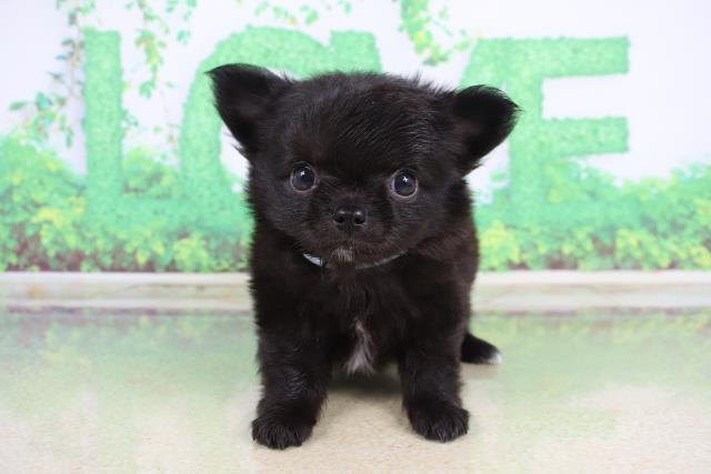 チワワ（ロングコート）