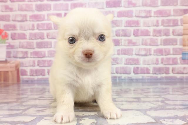 埼玉県のチワワ(ロング) (Coo&RIKU所沢店/2023年4月25日生まれ/男の子/クリーム)の子犬