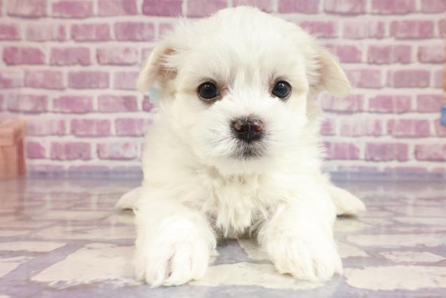 新潟県のハーフ犬 (Coo&RIKUイオンモール新発田店/2023年4月26日生まれ/男の子/ホワイト(白))の子犬