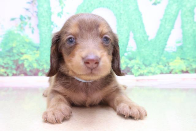 ミニチュア・ダックスフンド