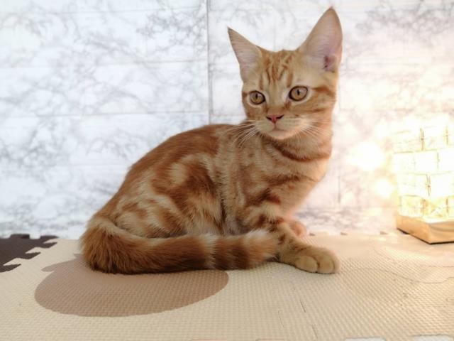 山形県のアメリカンショートヘアー (Coo&RIKU山形店/2023年4月26日生まれ/男の子/レッドタビー)の子猫