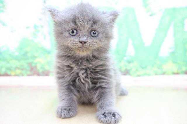 滋賀県のブリティッシュロングヘアー (Coo&RIKU東近江店/2023年5月1日生まれ/女の子/ブルー)の子猫