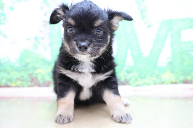 栃木県のハーフ犬 (Coo&RIKU足利店/2023年5月3日生まれ/男の子/ブラックタンホワイト)の子犬