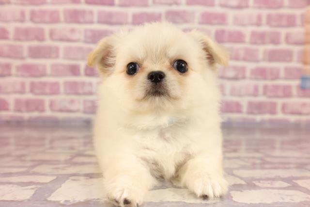 群馬県のチワワ(ロング) (Coo&RIKU伊勢崎店/2023年5月14日生まれ/男の子/クリーム)の子犬