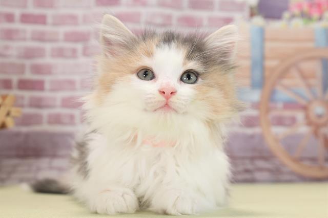 埼玉県のノルウェージャンフォレストキャット (Coo&RIKUアニマルケアセンター大宮/2023年5月14日生まれ/女の子/ブルーパッチドタビーホワイト)の子猫