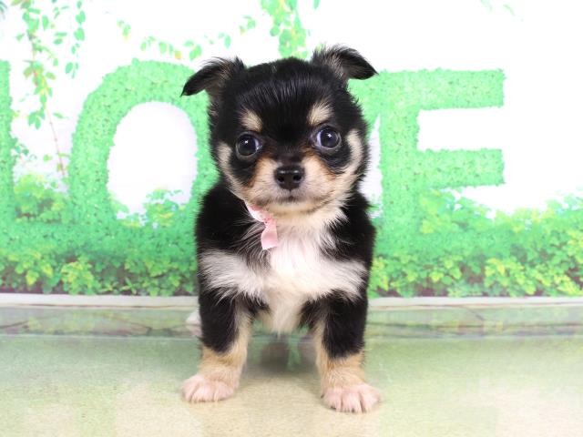 チワワ（ロングコート）の子犬（メス♀） 枚方店｜ペットショップCoo＆RIKU