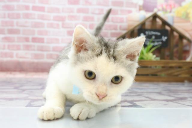 香川県のセルカークレックス (Coo&RIKU高松上福岡店/2023年4月10日生まれ/男の子/シルバータビーホワイト)の子猫