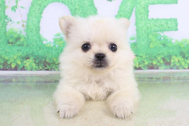 北海道のハーフ犬 (Coo&RIKU岩見沢店/2023年5月15日生まれ/女の子/ホワイト(白))の子犬