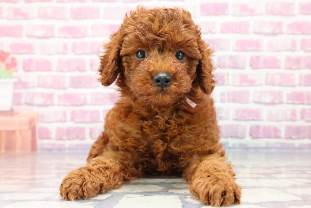 北海道のトイプードル (Coo&RIKU旭川店/2023年5月15日生まれ/女の子/レッド(赤))の子犬