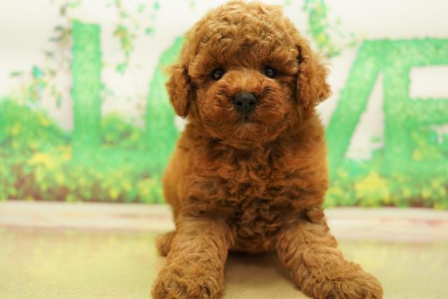 栃木県のトイプードル (Coo&RIKUイオンタウン佐野店/2023年5月15日生まれ/男の子/レッド(赤))の子犬