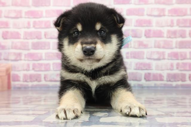 群馬県の柴犬 (Coo&RIKU前橋店/2023年5月16日生まれ/男の子/ブラック(黒))の子犬