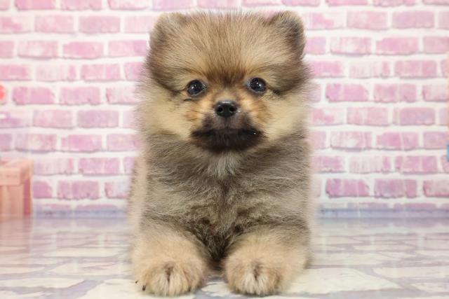 新潟県のポメラニアン (Coo&RIKUイオンモール新発田店/2023年5月17日生まれ/男の子/オレンジ)の子犬