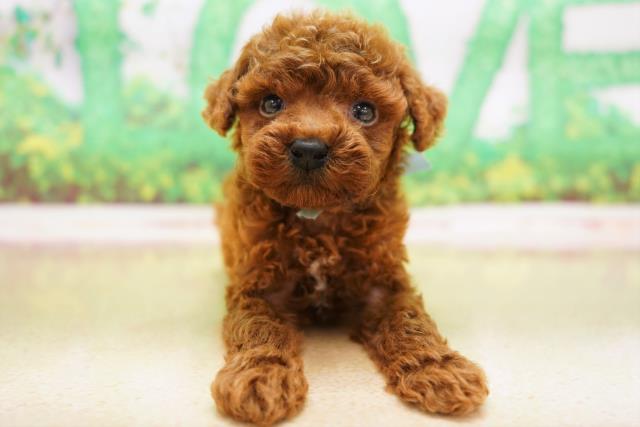 神奈川県のトイプードル (Coo&RIKU相模原店/2023年5月17日生まれ/男の子/レッド(赤))の子犬