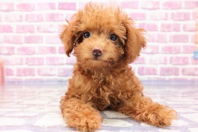 埼玉県のトイプードル (Coo&RIKU所沢店/2023年5月10日生まれ/男の子/アプリコット)の子犬