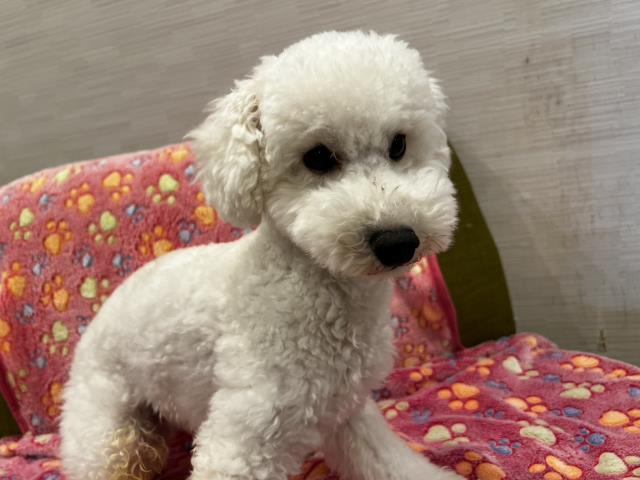 埼玉県のトイプードル (Coo&RIKU所沢店/2023年5月21日生まれ/男の子/クリーム)の子犬