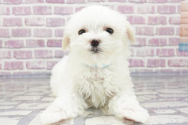 北海道のマルチーズ (Coo&RIKU釧路店/2023年5月21日生まれ/男の子/ホワイト(白))の子犬