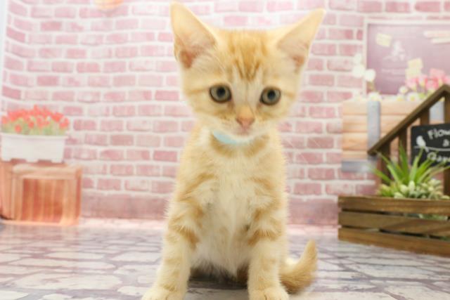 山口県のアメリカンショートヘアー (Coo&RIKUシーモール下関店/2023年5月19日生まれ/男の子/レッドタビー)の子猫
