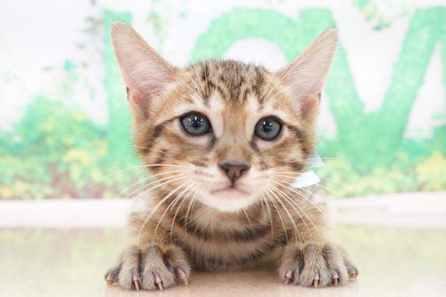 兵庫県のエジプシャンマウ (Coo&RIKU姫路店/2023年5月21日生まれ/男の子/ブロンズ)の子猫