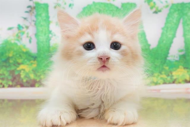 神奈川県のメインクーン (Coo&RIKU相模原店/2023年5月21日生まれ/男の子/クリームタビーホワイト)の子猫