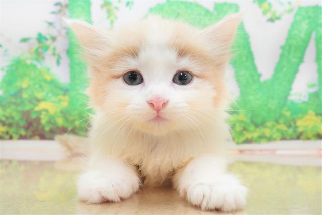 大阪府のメインクーン (Coo&RIKU心斎橋店/2023年5月21日生まれ/女の子/クリームタビーホワイト)の子猫