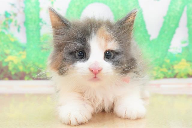 静岡県のメインクーン (Coo&RIKU静岡SBS通り店/2023年5月21日生まれ/女の子/ブルーパッチドタビーホワイト)の子猫