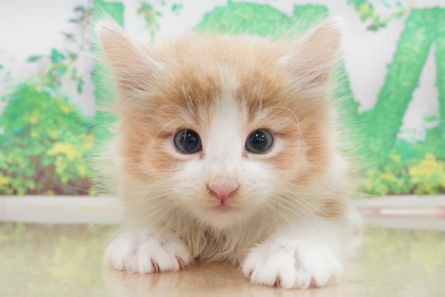 群馬県のノルウェージャンフォレストキャット (Coo&RIKU伊勢崎店/2023年5月17日生まれ/男の子/クリームタビーホワイト)の子猫