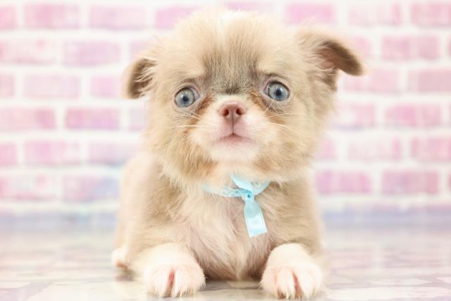 千葉県のチワワ(ロング) (Coo&RIKU東船橋店/2023年5月22日生まれ/男の子/イザベラホワイト)の子犬
