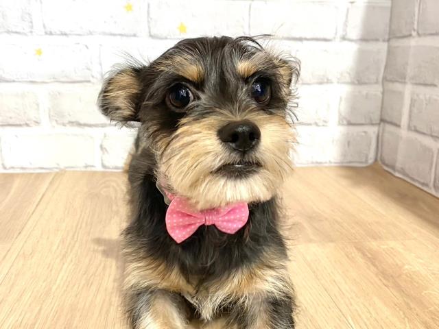 北海道のハーフ犬 (Coo&RIKU北見店/2023年5月18日生まれ/女の子/ブラックタン)の子犬