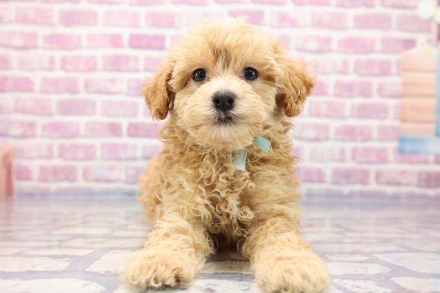 新潟県のマルプー (Coo&RIKUイオンモール新発田店/2023年5月21日生まれ/男の子/アプリコット)の子犬