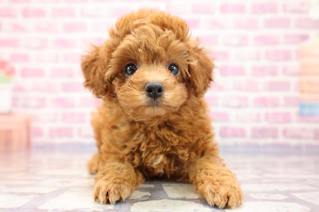 北海道のトイプードル (Coo&RIKU室蘭店/2023年5月22日生まれ/女の子/アプリコット)の子犬