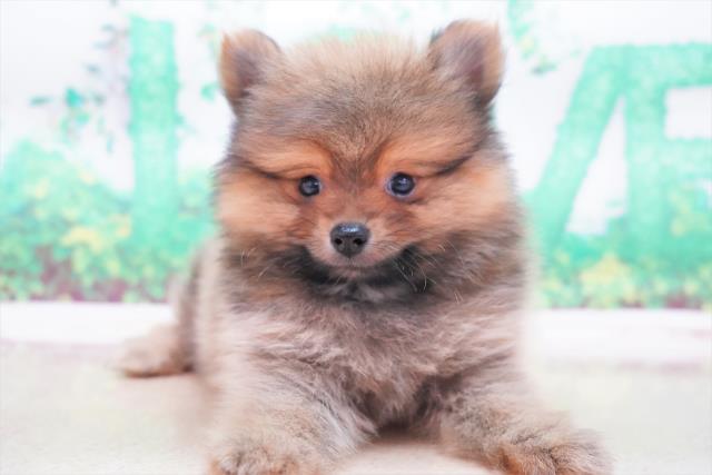 千葉県のポメラニアン (Coo&RIKU東船橋店/2023年5月20日生まれ/男の子/オレンジ)の子犬