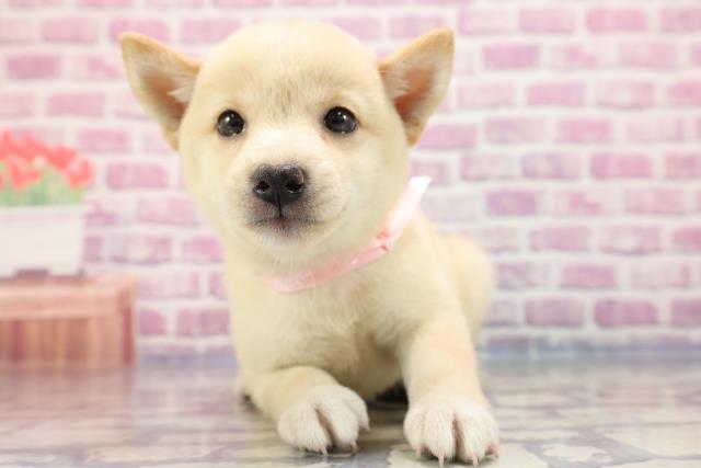 群馬県の柴犬 (Coo&RIKU前橋店/2023年5月23日生まれ/女の子/ホワイト(白))の子犬