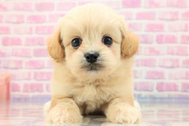 栃木県のハーフ犬 (Coo&RIKUイオンタウン佐野店/2023年5月24日生まれ/男の子/アプリコット)の子犬