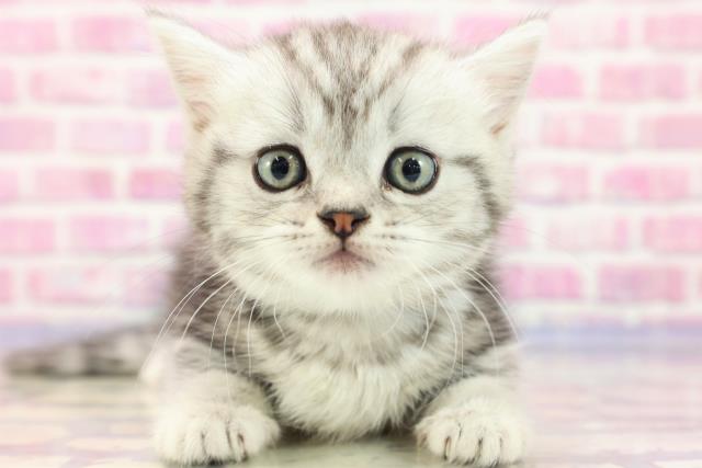 埼玉県のミヌエット (Coo&RIKUアニマルケアセンター大宮/2023年5月24日生まれ/男の子/シルバータビー)の子猫