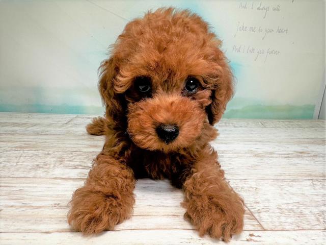 北海道のトイプードル (Coo&RIKU苫小牧店/2023年5月23日生まれ/男の子/レッド(赤))の子犬