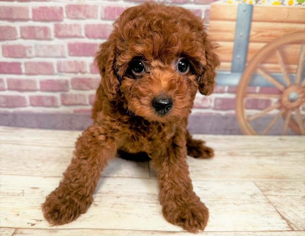 北海道のトイプードル (Coo&RIKU旭川店/2023年5月23日生まれ/女の子/レッド(赤))の子犬