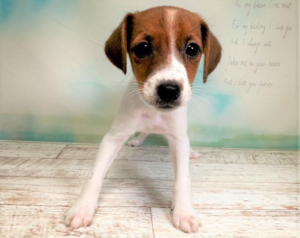 北海道のジャックラッセルテリア (Coo&RIKU釧路店/2023年5月23日生まれ/男の子/タンホワイト)の子犬