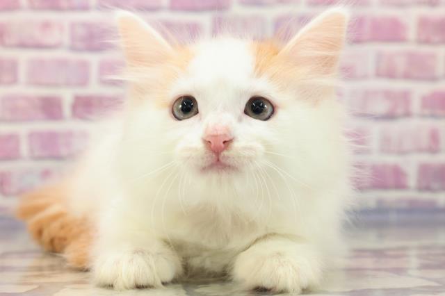 愛知県のメインクーン (Coo&RIKU東海一宮店/2023年5月25日生まれ/女の子/レッドタビーホワイト)の子猫