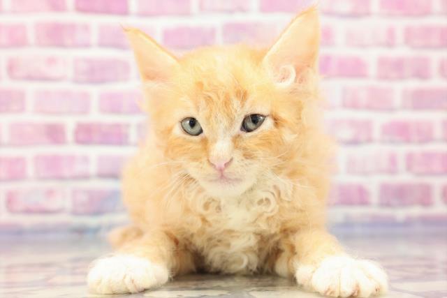 山形県のラパーマ (Coo&RIKU山形店/2023年5月28日生まれ/男の子/レッドタビーホワイト)の子猫