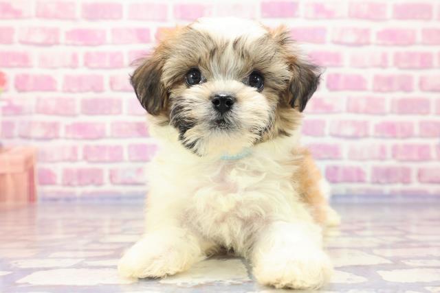 新潟県のハーフ犬 (Coo&RIKUイオンモール新発田店/2023年5月26日生まれ/男の子/ホワイトゴールド)の子犬