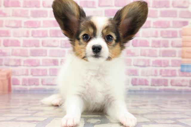 千葉県のパピヨン (Coo&RIKU東船橋店/2023年5月24日生まれ/男の子/トライカラー)の子犬