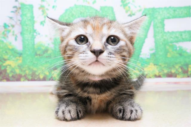東京都のマンチカン (Coo&RIKU大久保店/2023年5月23日生まれ/女の子/ブラウンパッチドタビー)の子猫