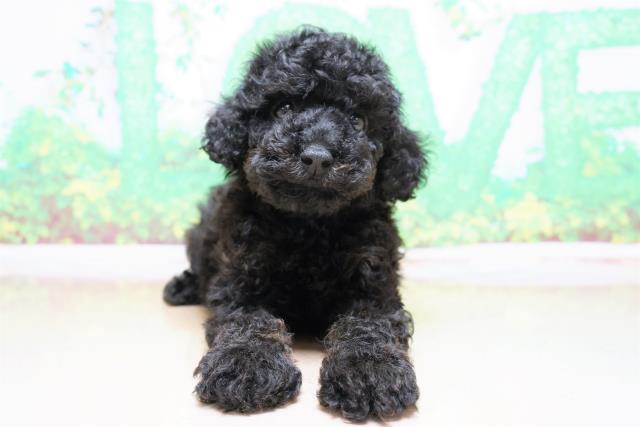沖縄県のトイプードル (Coo&RIKU沖縄浦添店/2023年5月30日生まれ/男の子/ブラックタン)の子犬