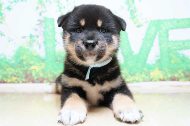沖縄県の柴犬 (Coo&RIKU沖縄浦添店/2023年5月30日生まれ/男の子/ブラック(黒))の子犬