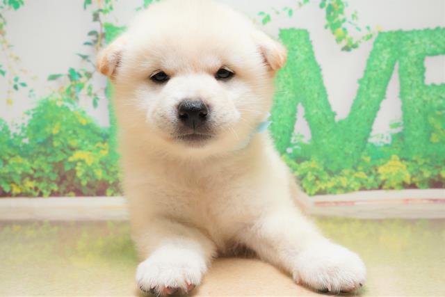沖縄県の柴犬 (Coo&RIKU沖縄浦添店/2023年5月30日生まれ/男の子/ホワイト(白))の子犬