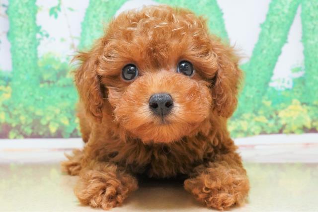 群馬県のトイプードル (Coo&RIKU高崎店/2023年5月25日生まれ/男の子/レッド(赤))の子犬