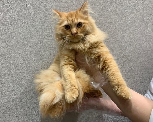 北海道のラガマフィン (Coo&RIKU室蘭店/2023年5月31日生まれ/男の子/レッドタビー)の子猫